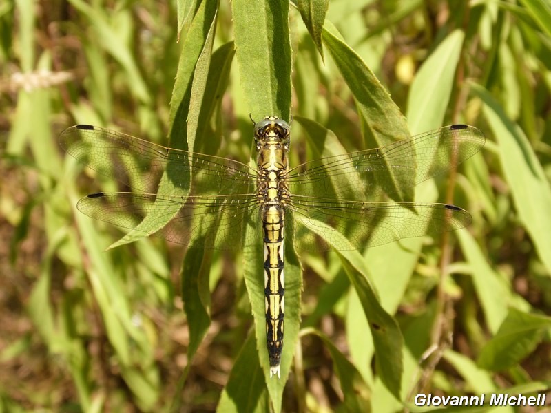 Serie di Libellulidae del Parco del Ticino